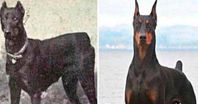 23 фотографии 12 пород собак, изменивших свой вид за последние 100 лет… - leprechaun.land - Россия