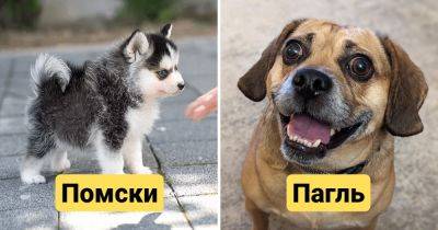 11 недавно выведенных пород собак, о которых вы никогда раньше не слышали - twizz.ru - Сша - Швейцария - Россия - Санкт-Петербург - Канада