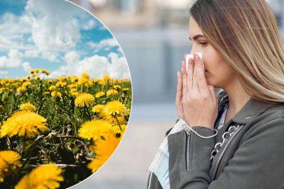 Понюхал (-а) и сразу чихаю! Аллергия на одуванчик: причины появления, симптомы и лечение - vikna.tv