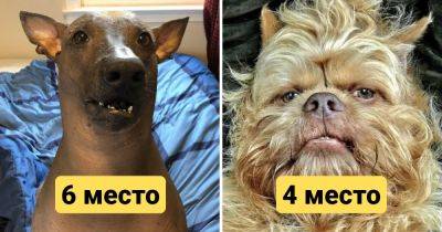 Не вышли мордой: 10 пород собак, которые по мнению обычных людей являются самыми некрасивыми - twizz.ru - Шотландия
