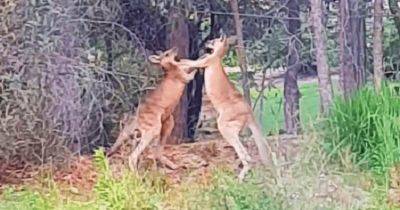 Мужчина разнял дерущихся кенгуру, крикнув, что позовёт их родителей. Реакцию бойцов надо видеть! - leprechaun.land - Австралия