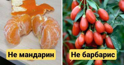 14 коварных пар продуктов, которые настолько похожи, что так и норовят нас запутать - twizz.ru