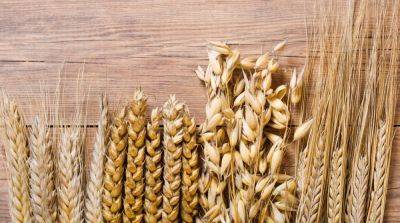 Сравнение полезных свойств ячменя и пшеницы - e-w-e.one - Русь