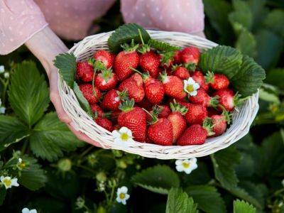 Самые полезные летние ягоды, в которых содержится мало сахара - all-for-woman.com - республика Коми