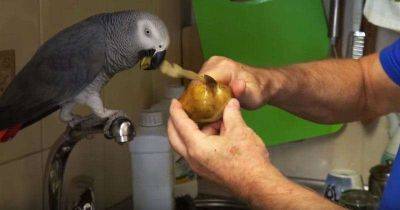 Попугай Кирюша помогает чистить картошку, а заодно и рассказывает о том – о сем - leprechaun.land