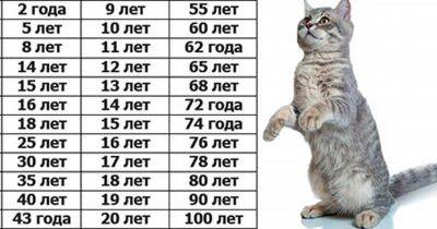 А вы знаете сколько лет вашей кошке по человеческим меркам? - leprechaun.land