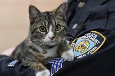 Полицейские Бруклина взяли на службу найденного на улице котенка - leprechaun.land